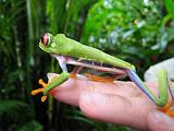 Costa Rica - Tortuguero - 3